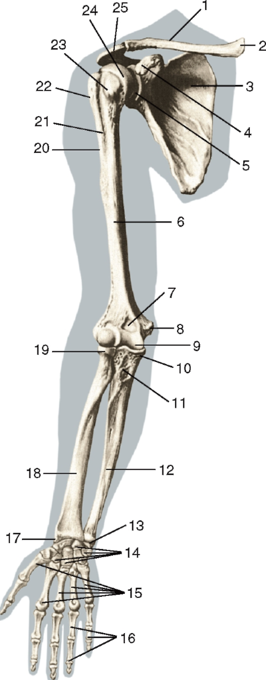 Анатомия кости верхней конечности. Скелет свободной верхней конечности плечевая кость. Кости верхней конечности правой вид спереди. Верхняя конечность анатомия плечевая кость. Плечевая кость Остеология.