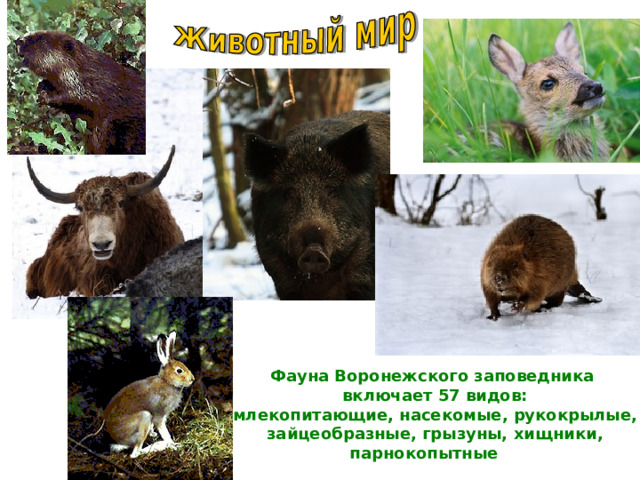 Фауна Воронежского заповедника включает 57 видов: млекопитающие, насекомые, рукокрылые, зайцеобразные, грызуны, хищники,  парнокопытные 