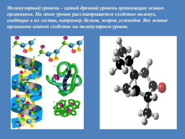 Молекулярный ответ. Молекулярный уровень организации. Сходство всех живых организмов.