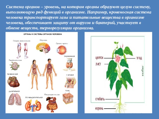 Системы органов уровни организации