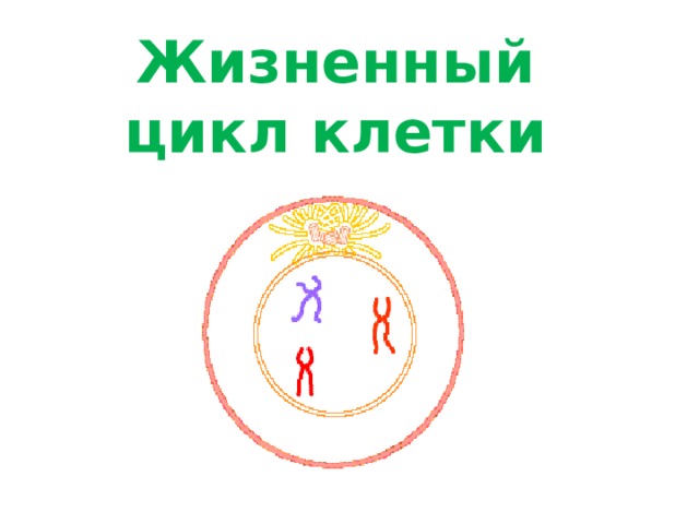 Жизненный цикл клетки 