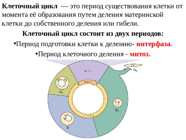 Клеточный цикл   — это период существования клетки от момента её образования путем деления материнской клетки до собственного деления или гибели. Клеточный цикл состоит из двух периодов: Период подготовки клетки к делению- интерфаза. Период клеточного деления - митоз. 