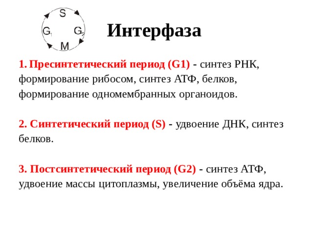 Интерфаза  Пресинтетический период (G1) - синтез РНК, формирование рибосом, синтез АТФ, белков, формирование одномембранных органоидов. 2. Синтетический период (S) - удвоение ДНК, синтез белков. 3. Постсинтетический период (G2) - синтез АТФ, удвоение массы  цитоплазмы, увеличение объёма ядра.   