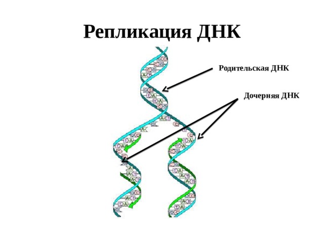 Репликация ДНК Родительская ДНК Дочерняя ДНК 
