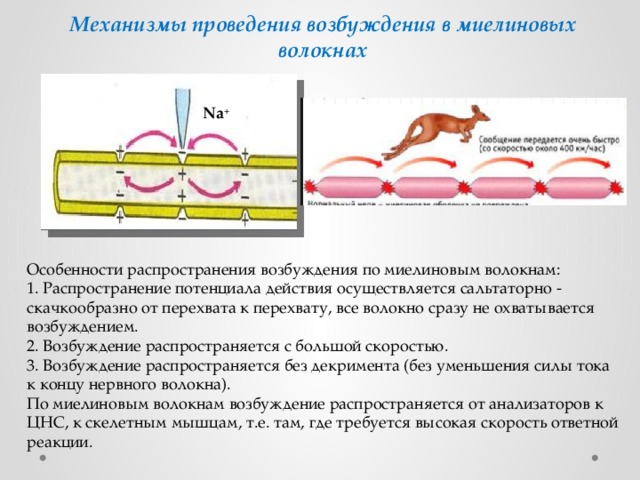 Механизм передачи возбуждения в миелиновых нервных волокнах называется