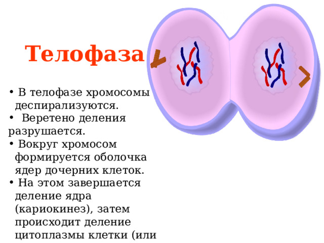 Клетка в телофазе