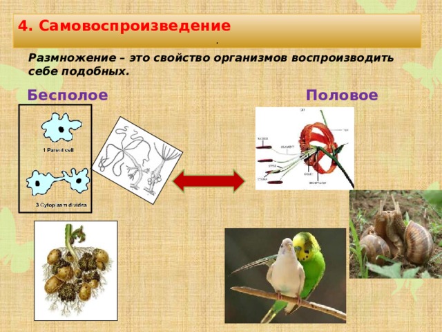 Какие свойства живых систем отображены на серии рисунков 1 5