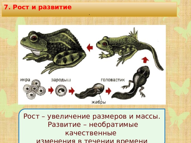 На рисунке изображены этапы развития земноводного назовите этапы под цифрой 1 и 6