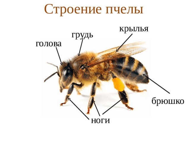 Отделы тела пчелы медоносной. Внешнее строение пчелы. Внешнее строение пчелы схема. Схема внутреннего строения пчелы. Пчела строение тела для детей.
