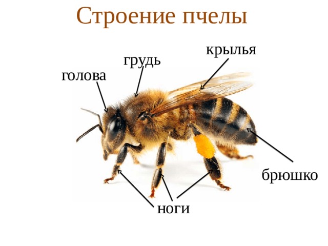 Анализы пчел. Внешнее строение пчелы. Внешнее строение пчелы схема. Схема внутреннего строения пчелы. Пчела строение тела для детей.