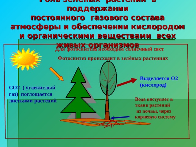 Роль зелёных растений в поддержании  постоянного газового состава атмосферы и обеспечении кислородом и органическими веществами всех живых организмов Для фотосинтеза необходим солнечный свет Фотосинтез происходит в зелёных растениях Выделяется О2 (кислород) СО2 ( углекислый газ) поглощается листьями растений Вода поступает в ткани растений  из почвы, через корневую систему   