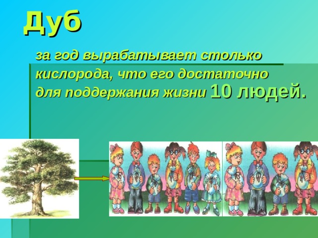 Дуб   за год вырабатывает столько  кислорода, что его достаточно  для поддержания жизни 10 людей. 