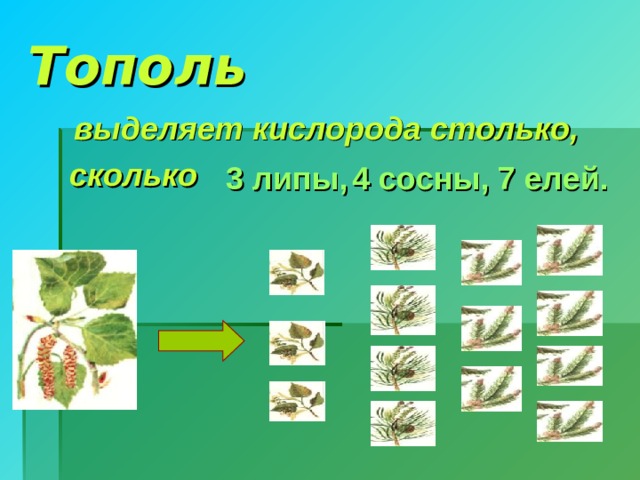 Тополь   выделяет кислорода столько,  сколько 4 сосны, 3  липы, 7 елей. 