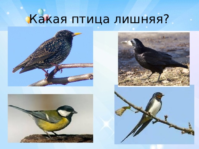 Какая птица лишняя? 