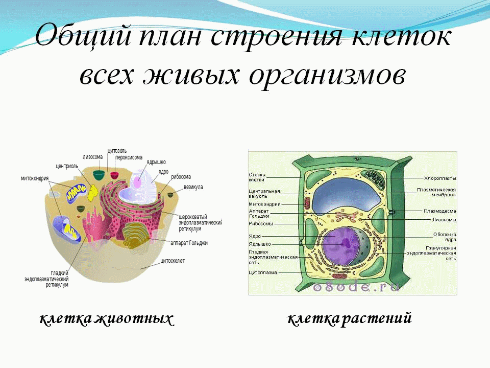 Строение живой и растительной клетки 7 класс биология. Строение живой и растительной клетки 5 класс биология. План строения растительной клетки. Структура животной клетки 5 класс биология.