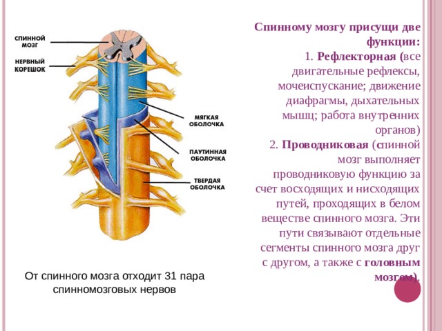 Спинному мозгу присущи две функции:  1. Рефлекторная ( все двигательные рефлексы, мочеиспускание; движение диафрагмы, дыхательных мышц; работа внутренних органов) 2. Проводниковая ( с пинной мозг выполняет проводниковую функцию за счет восходящих и нисходящих путей, проходящих в белом веществе спинного мозга. Эти пути связывают отдельные сегменты спинного мозга друг с другом, а также с головным мозгом) . От спинного мозга отходит 31 пара спинномозговых нервов 