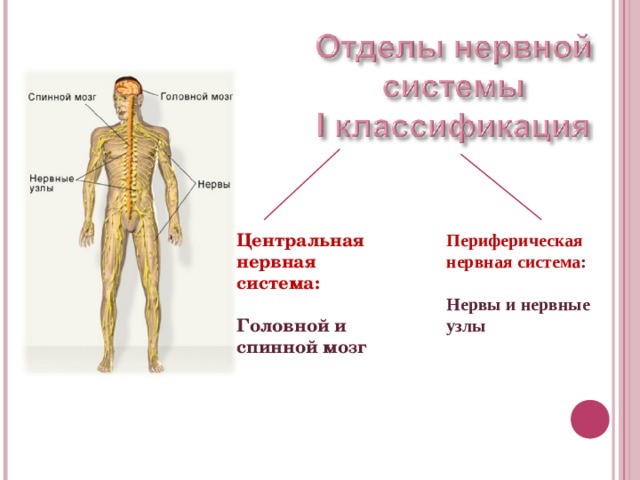 Центральная нервная система: Периферическая нервная система :  Головной и спинной мозг  Нервы и нервные узлы 