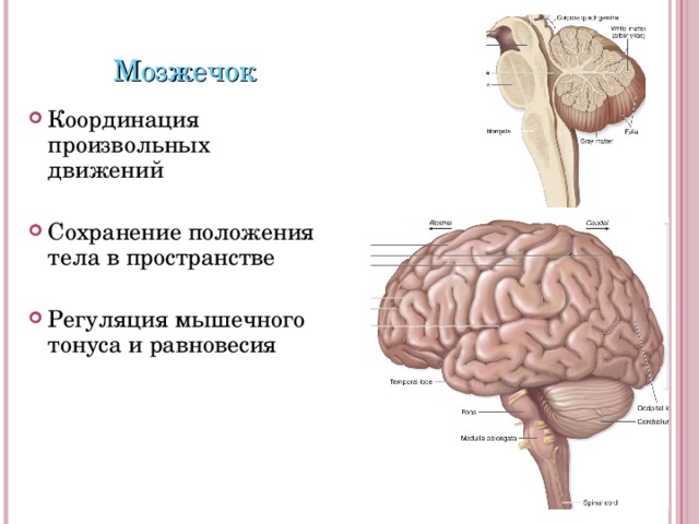 Мозжечок Координация произвольных движений Сохранение положения тела в пространстве Регуляция мышечного тонуса и равновесия 