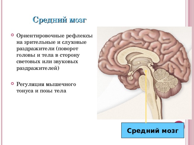 Средний мозг Ориентировочные рефлексы на зрительные и слуховые раздражители (поворот головы и тела в сторону световых или звуковых раздражителей) Регуляция мышечного тонуса и позы тела Средний мозг 