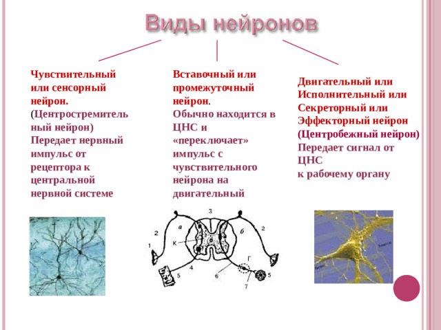 Чувствительный или сенсорный нейрон. Вставочный или промежуточный нейрон . ( Центростремительный нейрон) Обычно находится в ЦНС и «переключает» импульс с чувствительного нейрона на двигательный Передает нервный импульс от рецептора к центральной нервной системе Двигательный или Исполнительный или Секреторный или Эффекторный нейрон (Центробежный нейрон) Передает сигнал от ЦНС к рабочему органу 