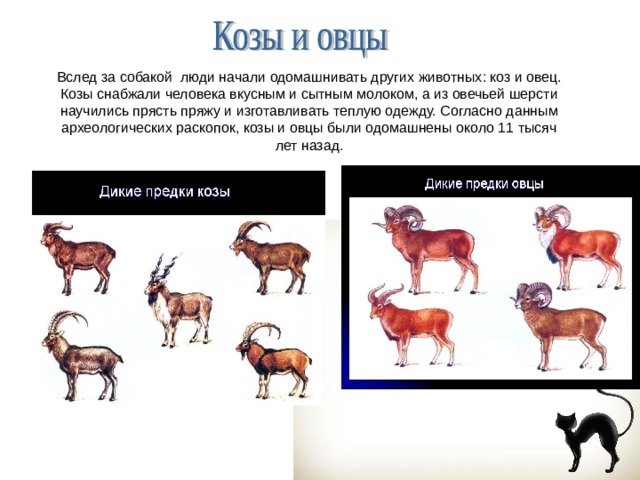 Презентация по биологии 7 класс одомашнивание животных