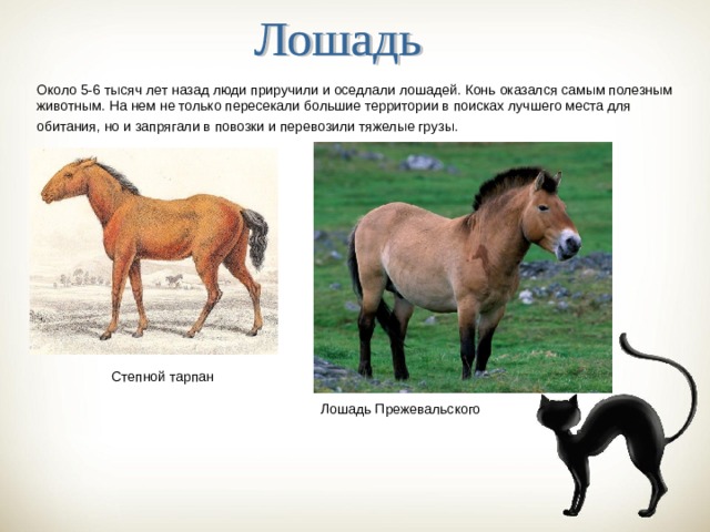 Около 5-6 тысяч лет назад люди приручили и оседлали лошадей. Конь оказался самым полезным животным. На нем не только пересекали большие территории в поисках лучшего места для обитания, но и запрягали в повозки и перевозили тяжелые грузы. Степной тарпан Лошадь Прежевальского 