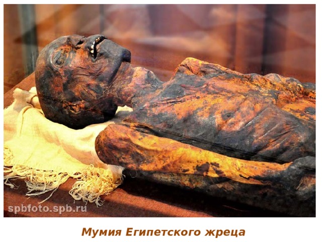 Мумия Египетского жреца 