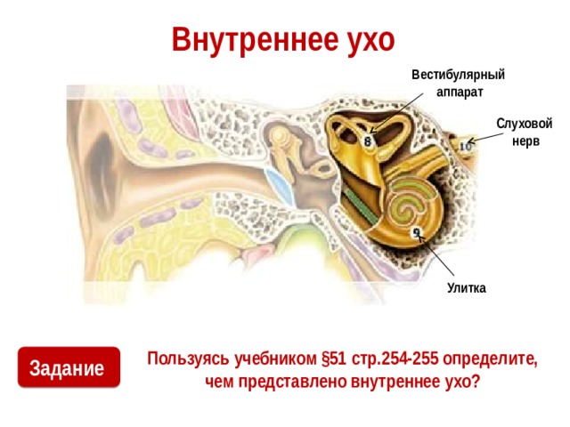 МРТ уха что показывает подготовка, как проходит МРТ внутреннего и среднего уха