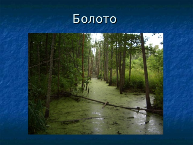 Болото 
