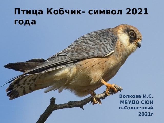 Птица года список. Птица Кобчик символ 2021 года. Сокол Кобчик птица года 2021. Кобчик птица года 2021 в России. Ястреб Кобчик.