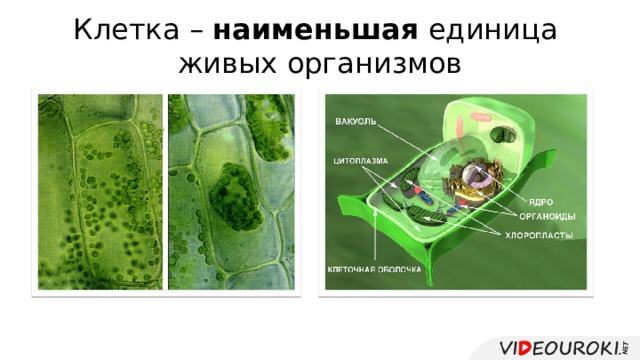 Клетка основная единица живого организма 5. Клетки наименьшего единицы живого. Мельчайшие клеточные организмы это. Клетка мельчайшая единица строения живого организма. Клетка наименьшая единица живого.