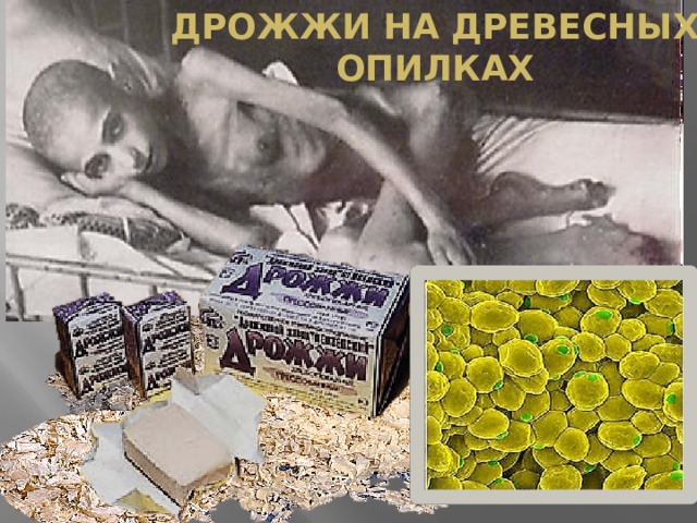 Дрожжи на древесных опилках 