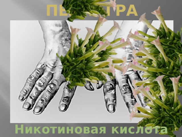 Пеллагра Никотиновая кислота 