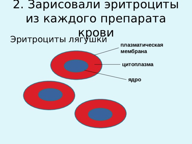 2. Зарисовали эритроциты из каждого препарата крови Эритроциты лягушки плазматическая мембрана цитоплазма ядро 