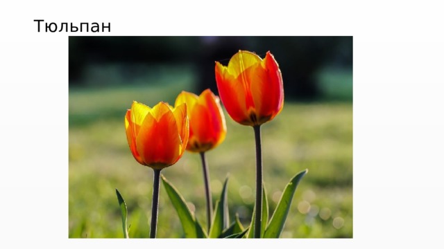 Тюльпан 