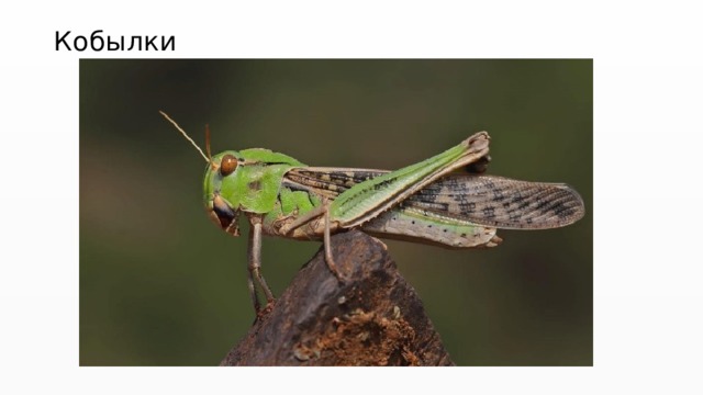 Кобылки 