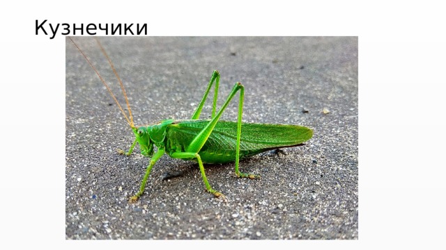 Кузнечики 