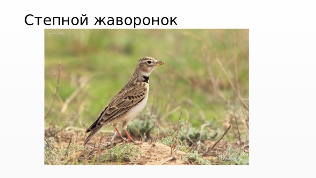 Степной жаворонок 