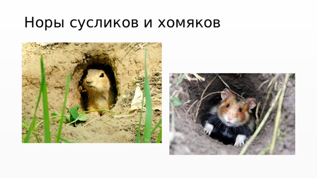 Норы сусликов и хомяков 