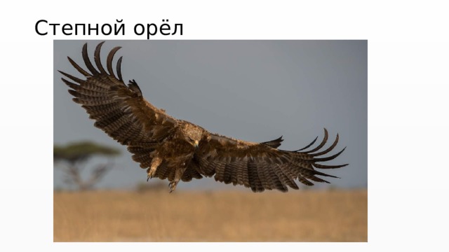 Степной орёл 