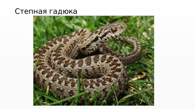 Степная гадюка 