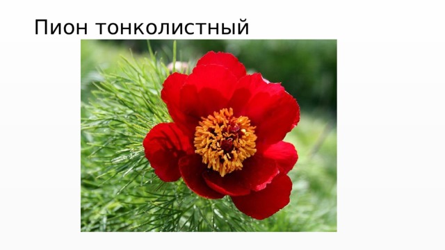 Пион тонколистный 