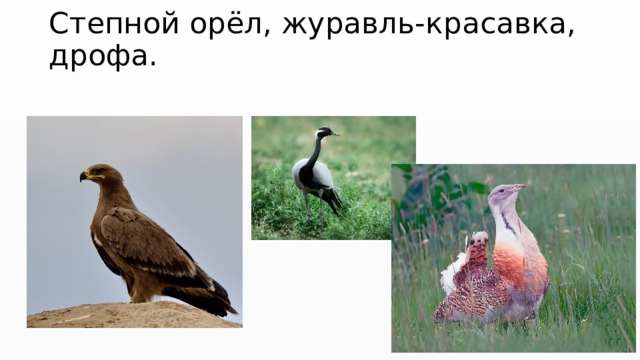 Степной орёл, журавль-красавка, дрофа. 