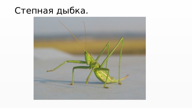 Степная дыбка. 