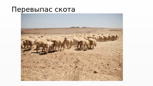 Перевыпас скота 