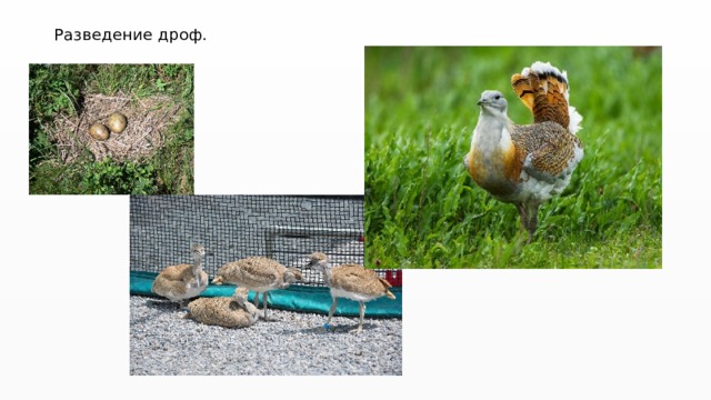 Разведение дроф. 