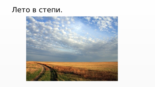 Лето в степи. 