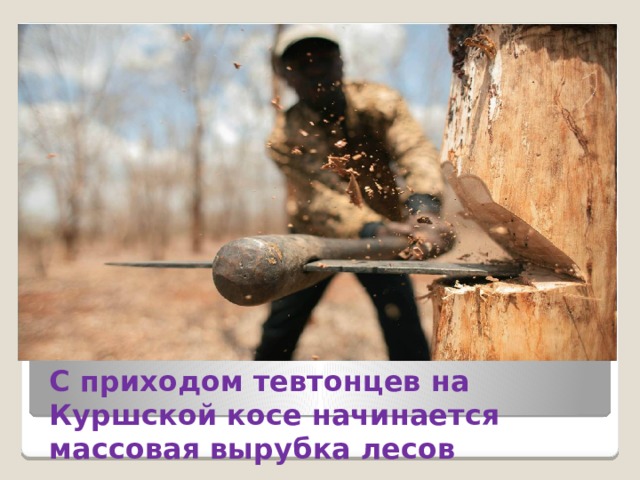      С приходом тевтонцев на Куршской косе начинается массовая вырубка лесов 