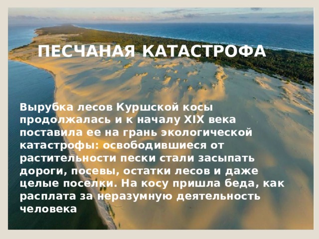 ПЕСЧАНАЯ КАТАСТРОФА Вырубка лесов Куршской косы продолжалась и к началу XIX века поставила ее на грань экологической катастрофы: освободившиеся от растительности пески стали засыпать дороги, посевы, остатки лесов и даже целые поселки. На косу пришла беда, как расплата за неразумную деятельность человека 
