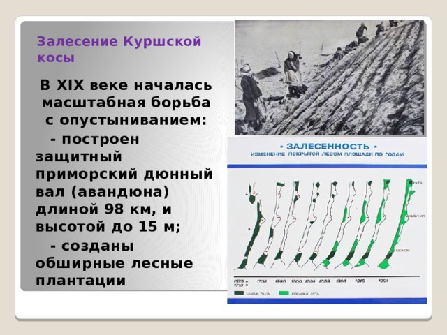 Залесение Куршской косы    В XIX веке началась масштабная борьба с опустыниванием:  - построен защитный приморский дюнный вал (авандюна) длиной 98 км, и высотой до 15 м;  - созданы обширные лесные плантации 